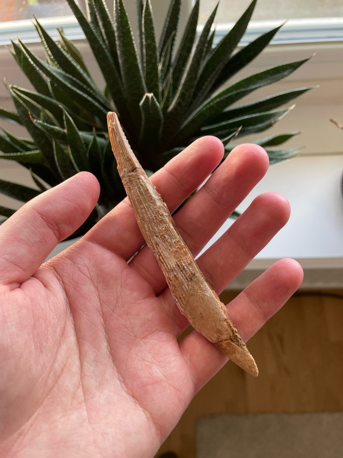 3st Hybodus Dorsal Spine (hajfossil)