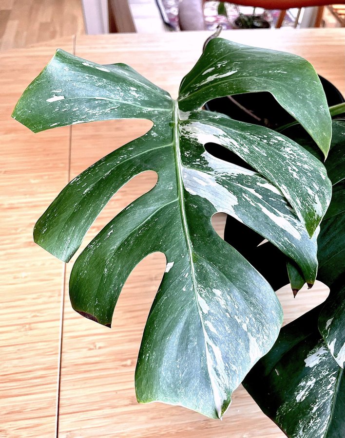 Monstera variegata albo stor stickling