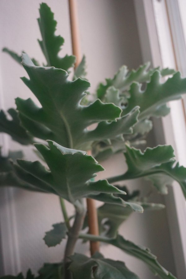 Kalanchoe beharensis 'Drake'. Kamelhårskalanchoe