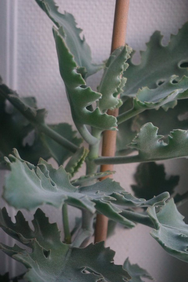 Kalanchoe beharensis 'Drake'. Kamelhårskalanchoe