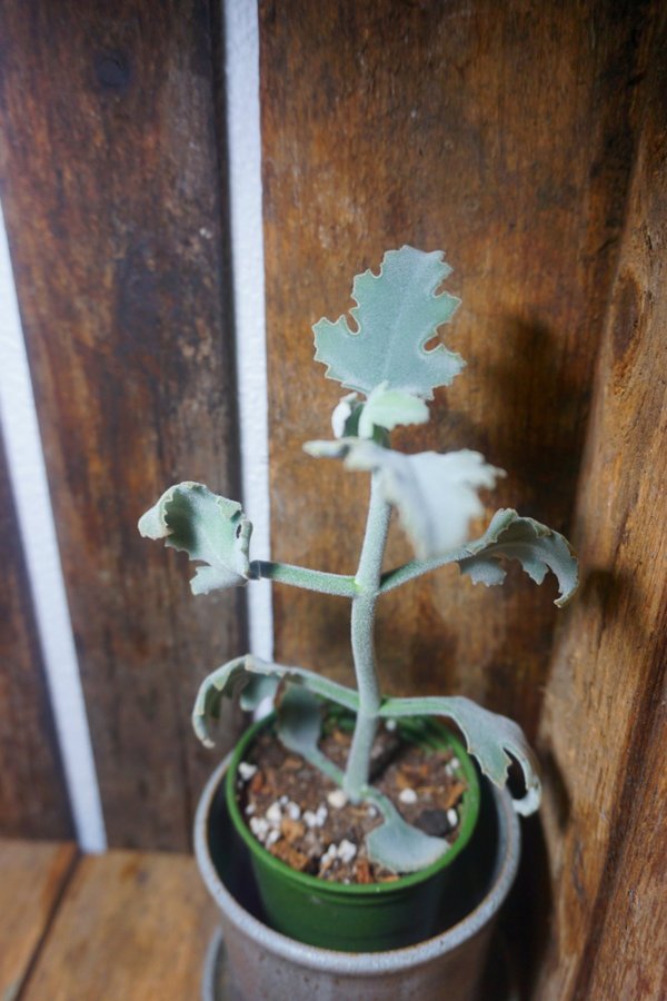 Kalanchoe beharensis 'Drake'. Kamelhårskalanchoe