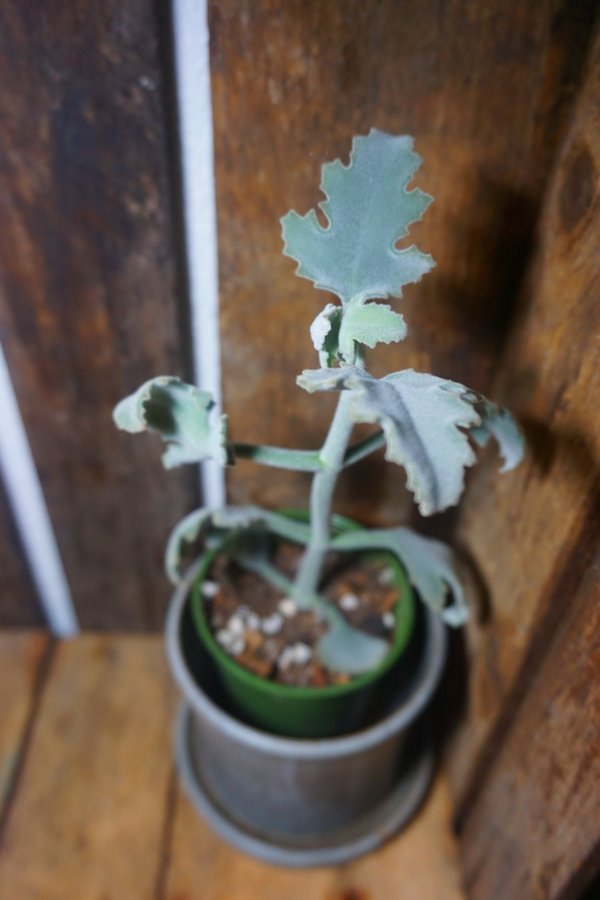 Kalanchoe beharensis 'Drake'. Kamelhårskalanchoe