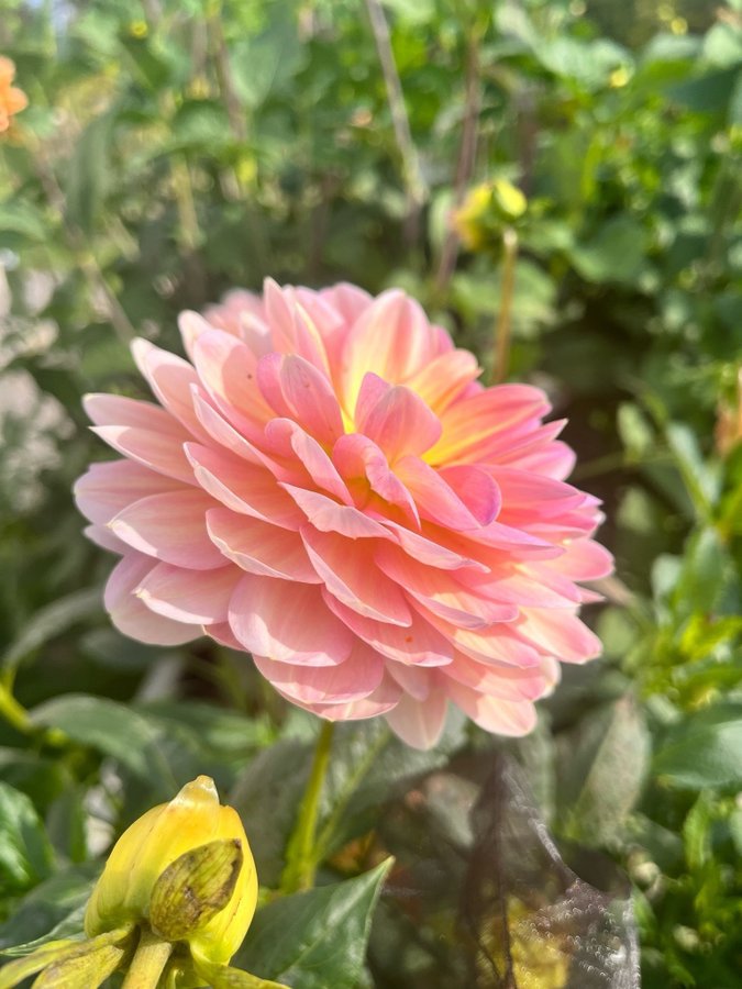 Dahlia 'Hapet Old Charm' - frön