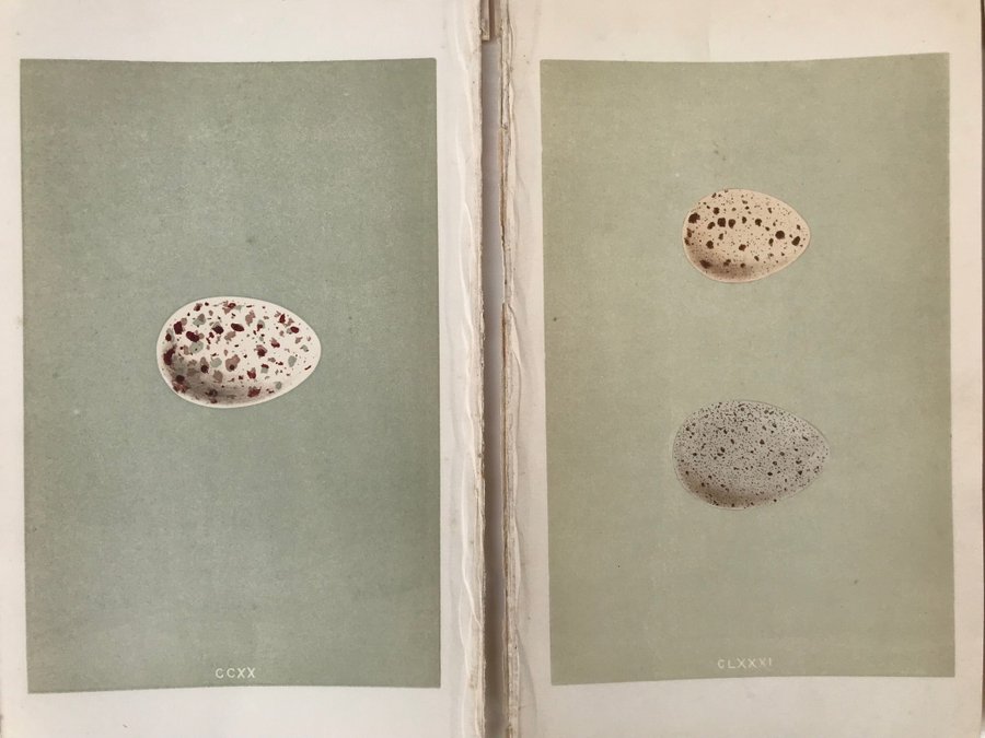 Antika bilder från Morris Eggs 1870