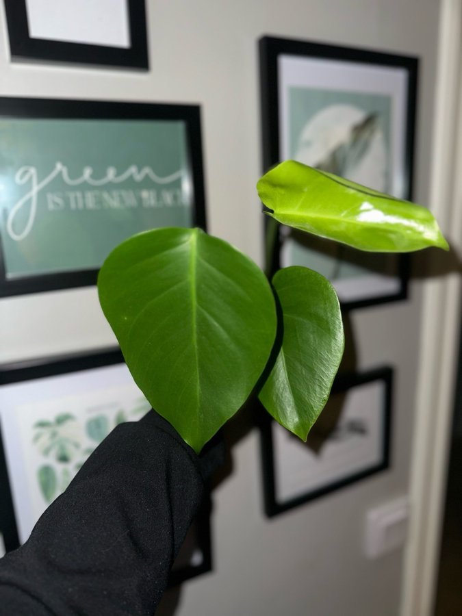 Monstera Deliciosa Albo REVETERAD