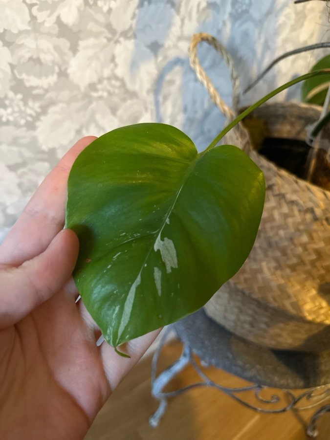 Monstera Deliciosa Albo REVETERAD