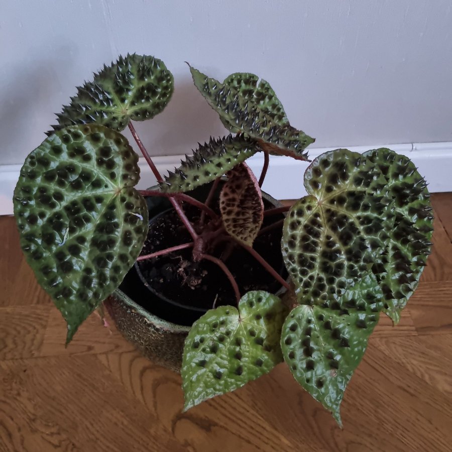 Begonia 'Ferox" jordrotad stickling