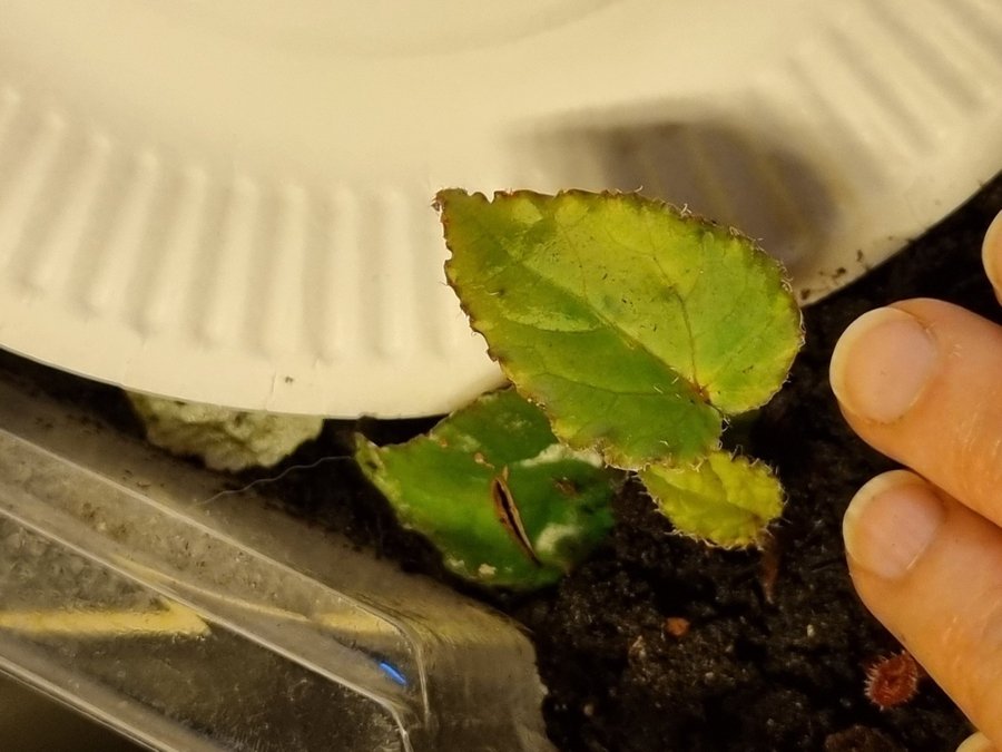 Begonia 'Ferox" jordrotad stickling