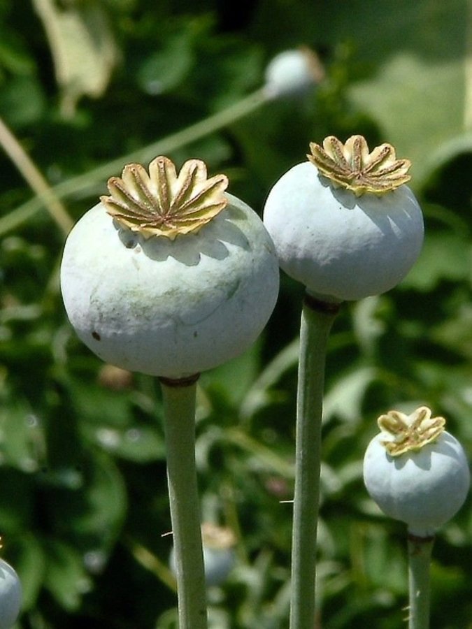 5 gram opiumvallmo poppy