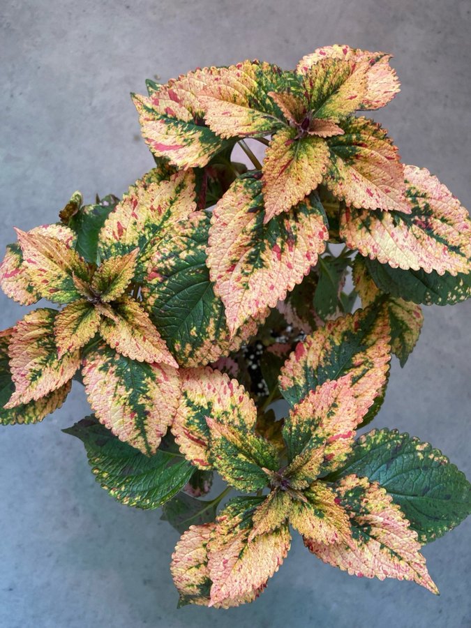 Palettblad/Coleus HANABI