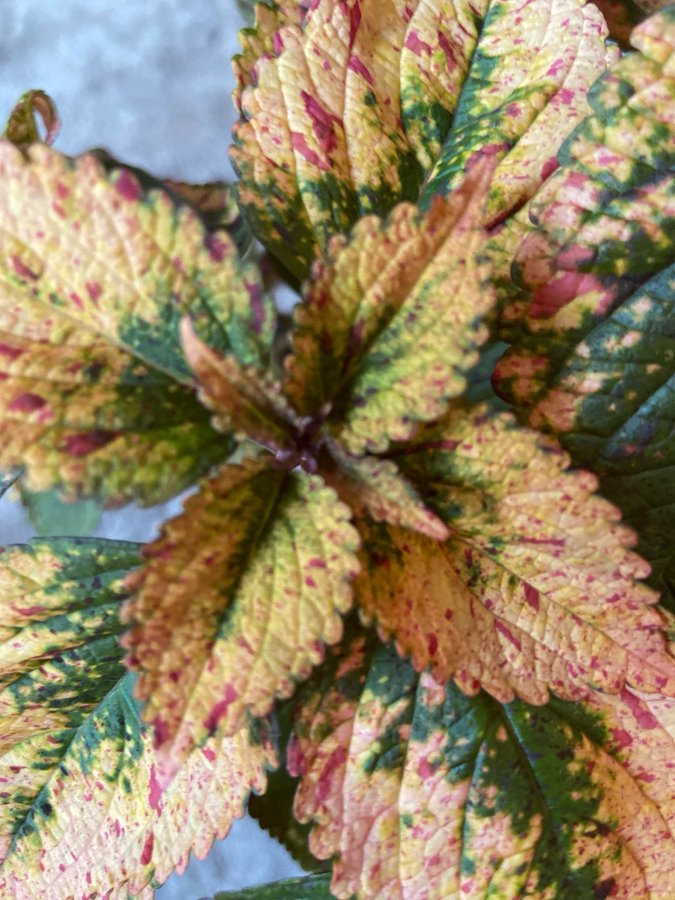 Palettblad/Coleus HANABI