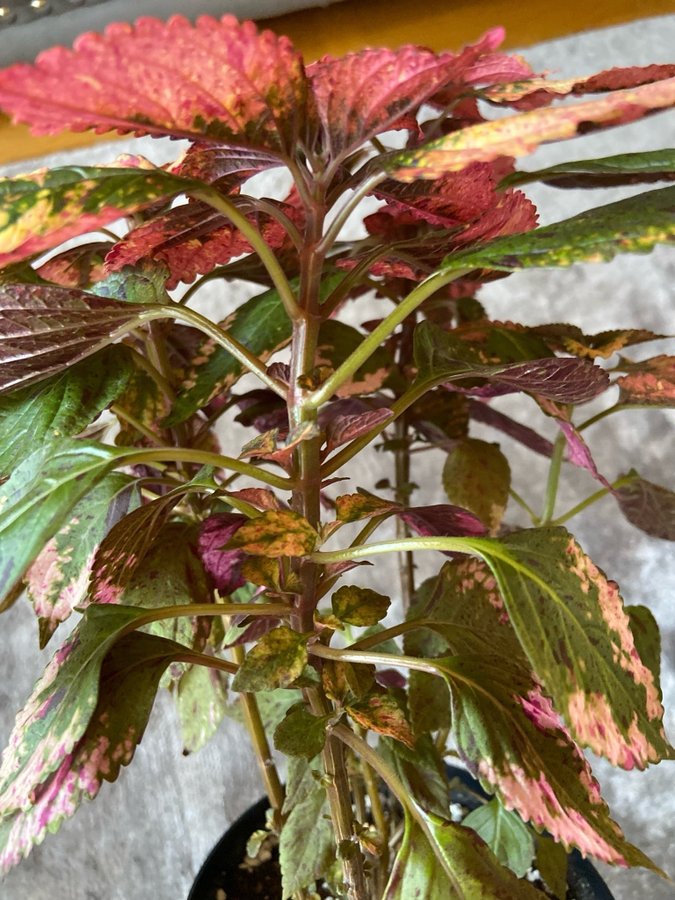 Palettblad/Coleus HANABI