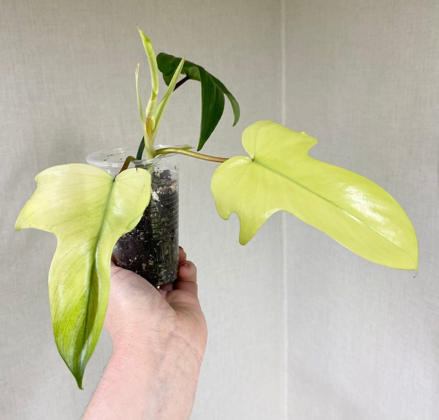 Mkt ovanlig, Philodendron Florida Beauty ALBO Variegata