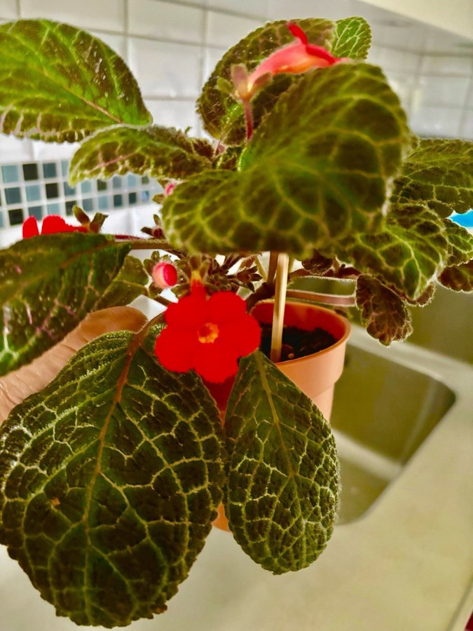 Episcia 'Pink Panther' En fin planta!