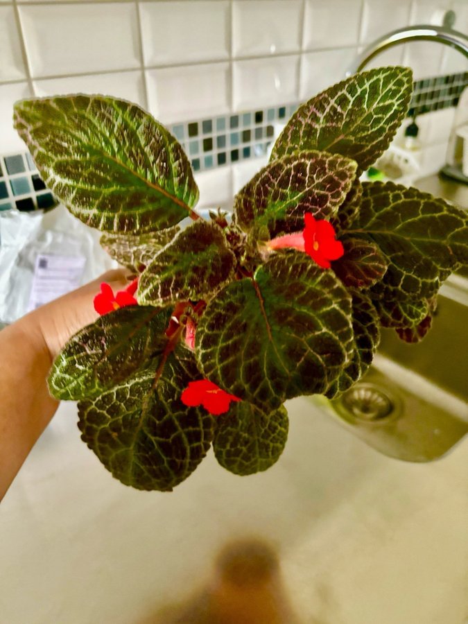 Episcia 'Pink Panther' En fin planta!