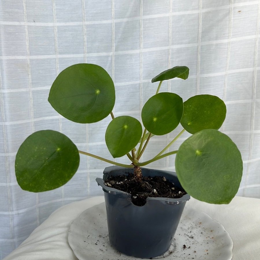 Pilea Peperomioides , elefantöra