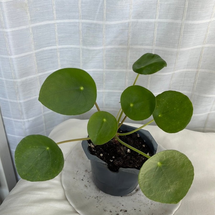 Pilea Peperomioides , elefantöra