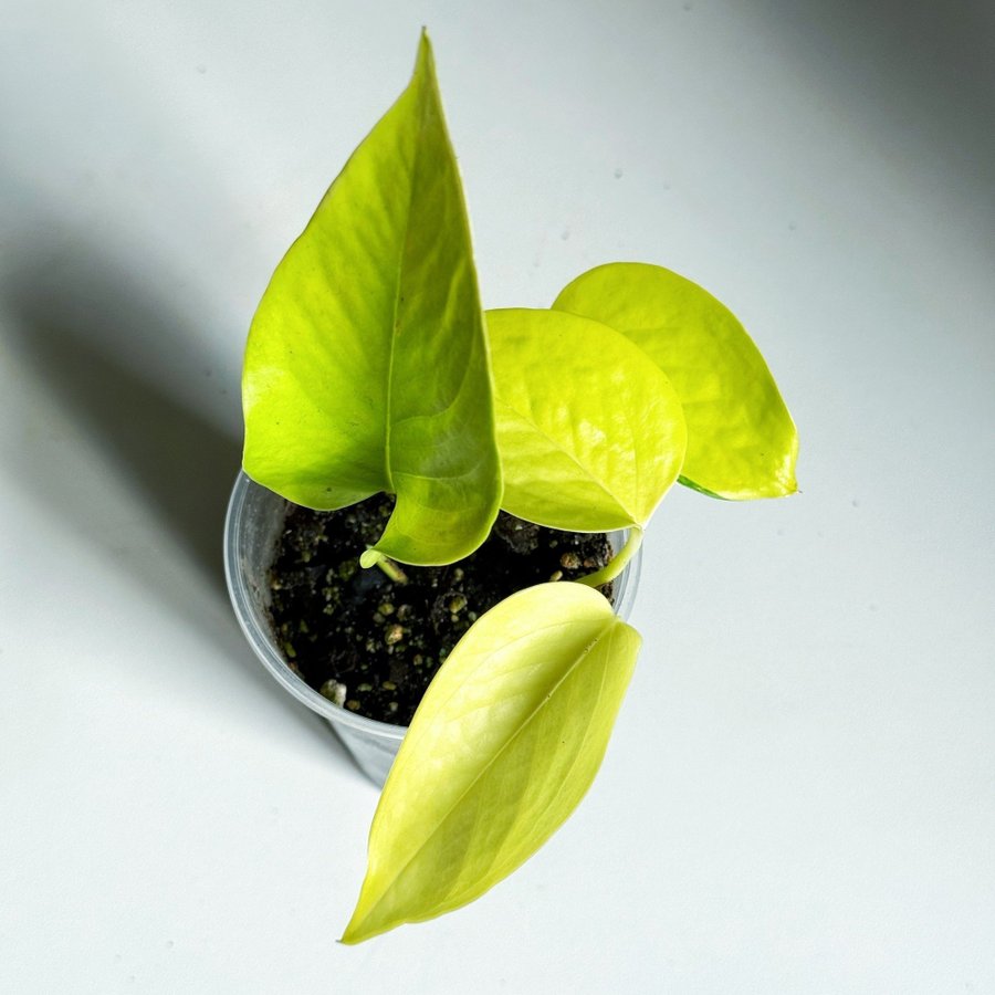 Epipremnum Aureum " NEON " Liten planta (Gullranka, Pothos)