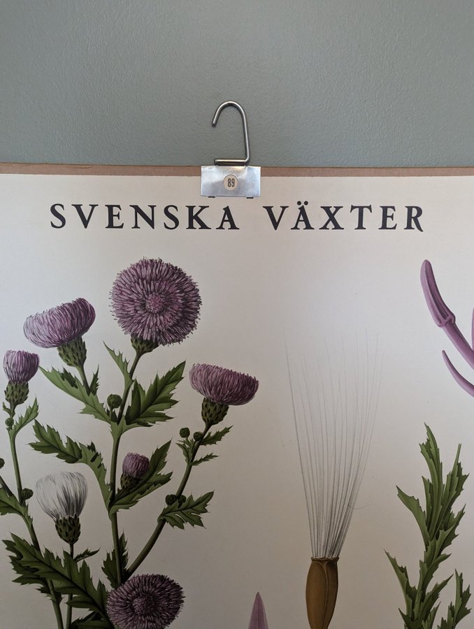 Svenska Växter - Åkertistel