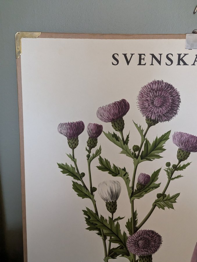 Svenska Växter - Åkertistel