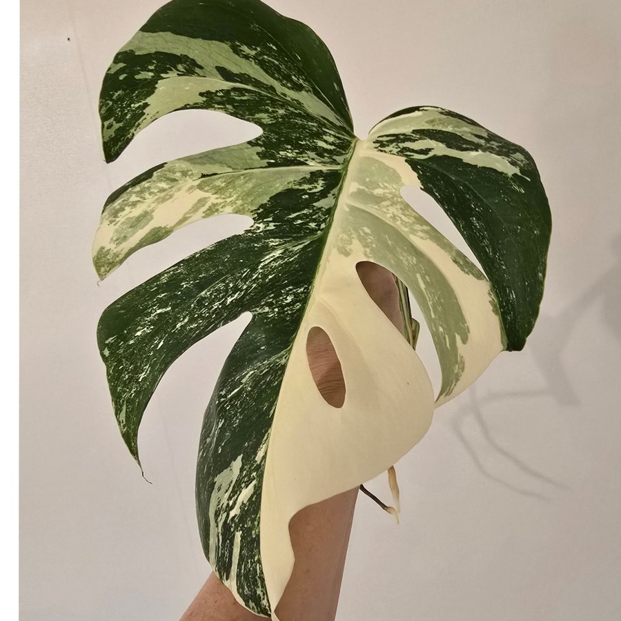 Monstera Variegata Albo