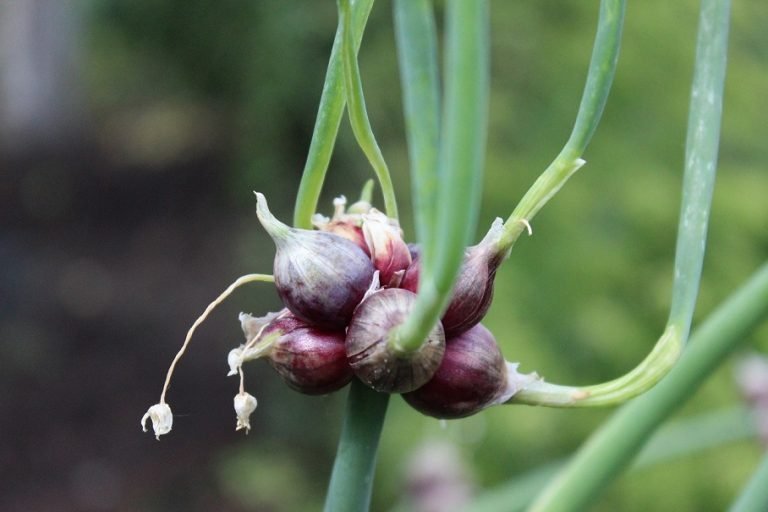 Egyptisk luftlök / Allium proliferum minst 15 st..