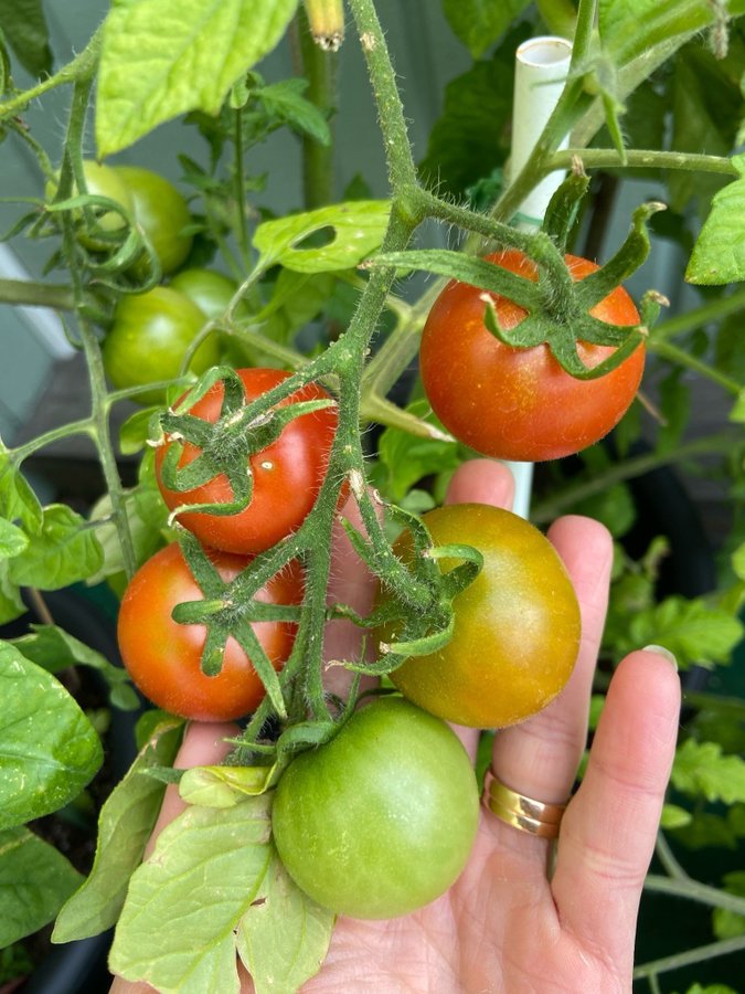 Tomatfrön 8 st - balkonzauber - röd - vanlig tomat - 50-60 cm hög