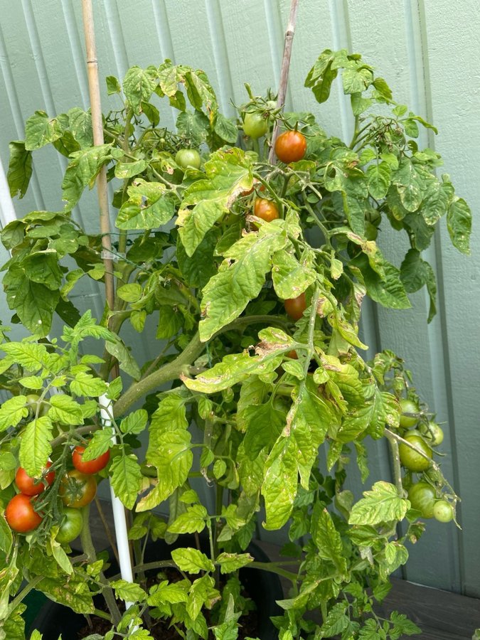 Tomatfrön 8 st - balkonzauber - röd - vanlig tomat - 50-60 cm hög