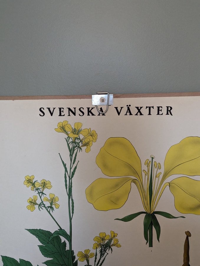 Svenska Växter - Skolplansch