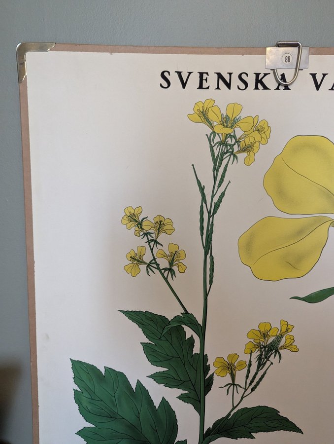 Svenska Växter - Skolplansch