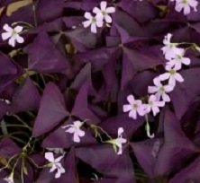 Oxalis triangularis 'Burgundy Wine' - Triangeloxalis - Rhizomer