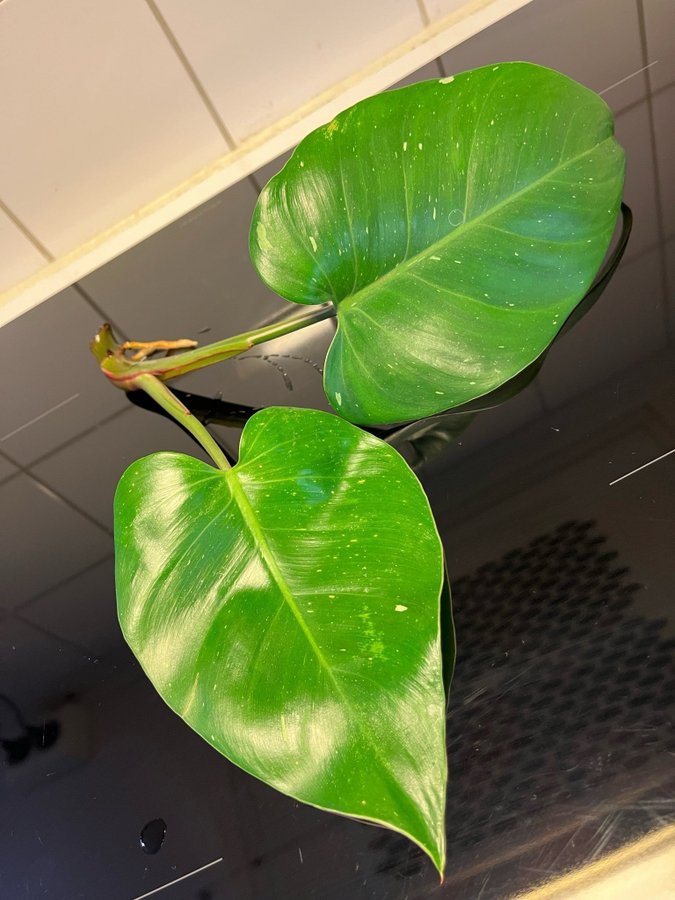 Philodendron White Princess Stor stickling!