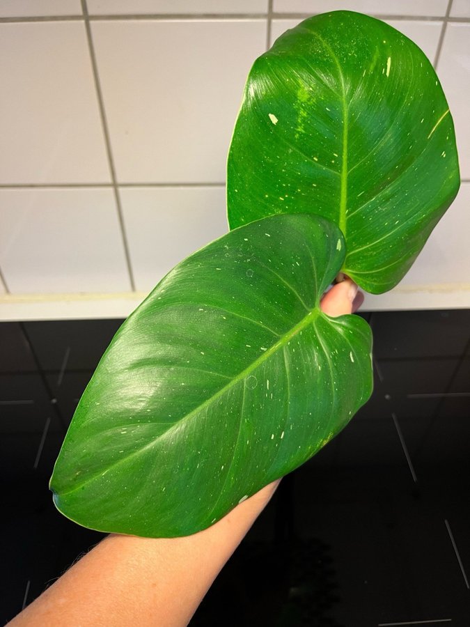 Philodendron White Princess Stor stickling!