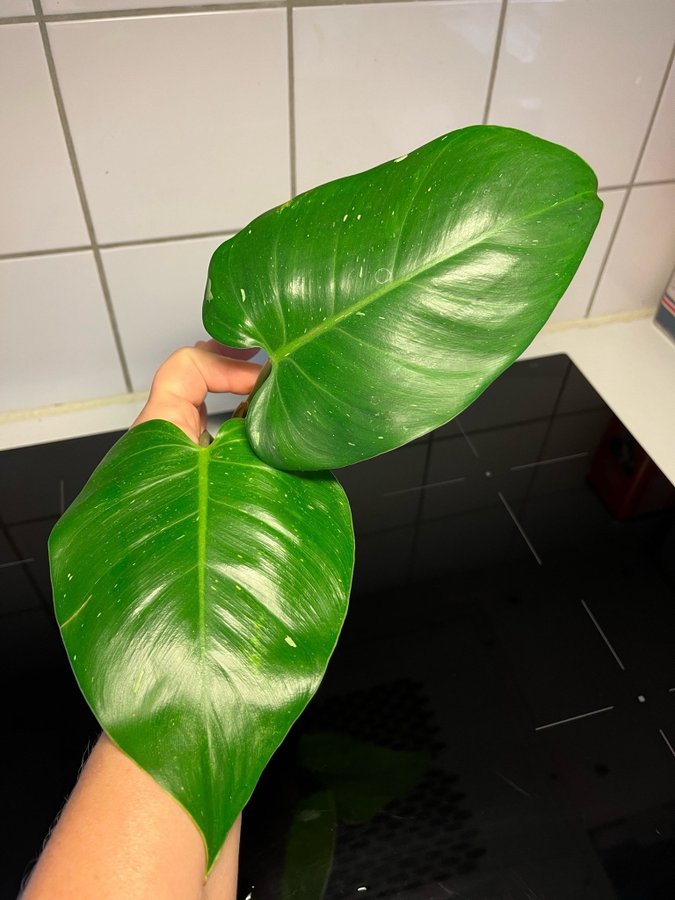 Philodendron White Princess Stor stickling!