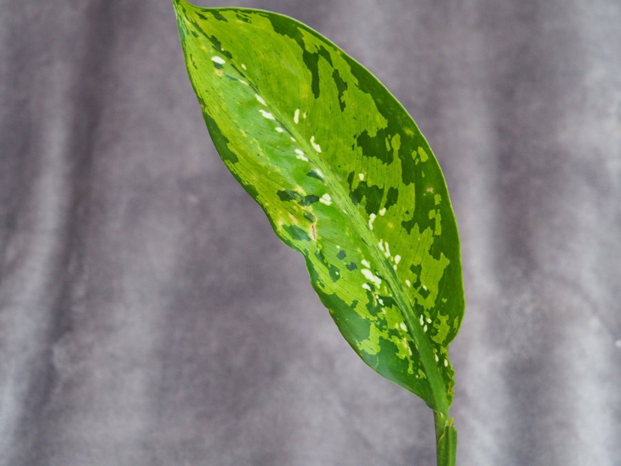 Dieffenbachia 'Crocodile' - prickblad variegata planta