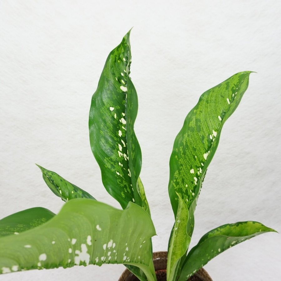 Dieffenbachia 'Crocodile' - prickblad variegata planta