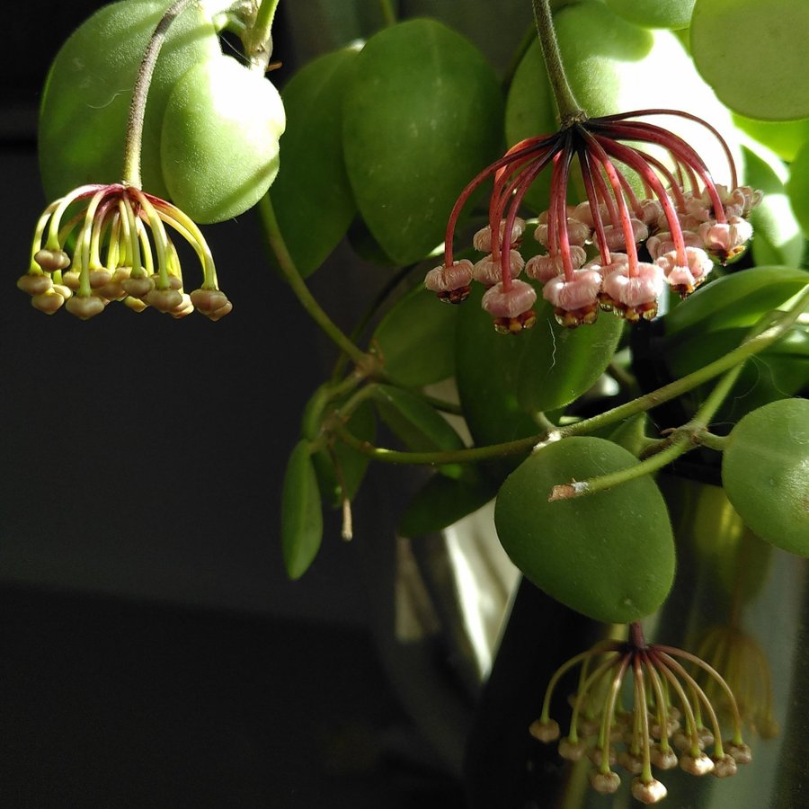 Hoya brevialata (välrotat stickling)