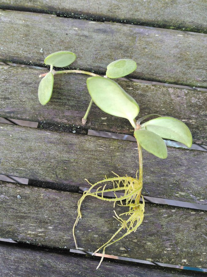 Hoya brevialata (välrotat stickling)