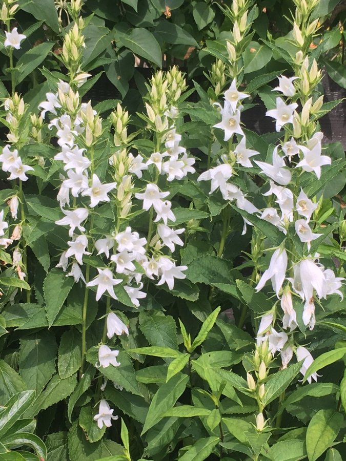 Hässleklocka / Campanula Latifolia "Alba". Ca 50st fröer