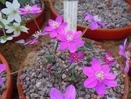 ROSA BLÅSIPPA HEPATICA NOBILIS! ovanlig färg på blomman frön