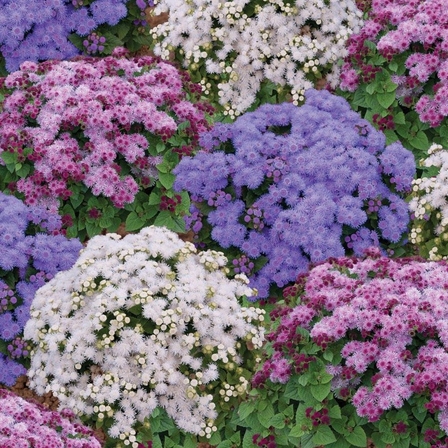 Ageratum Mix ettårig höjd 20-30 cm blom juni-frost ca 200 frön