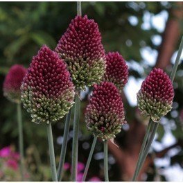 Klotlök, Allium Sphaerocephalon,8 lökar.