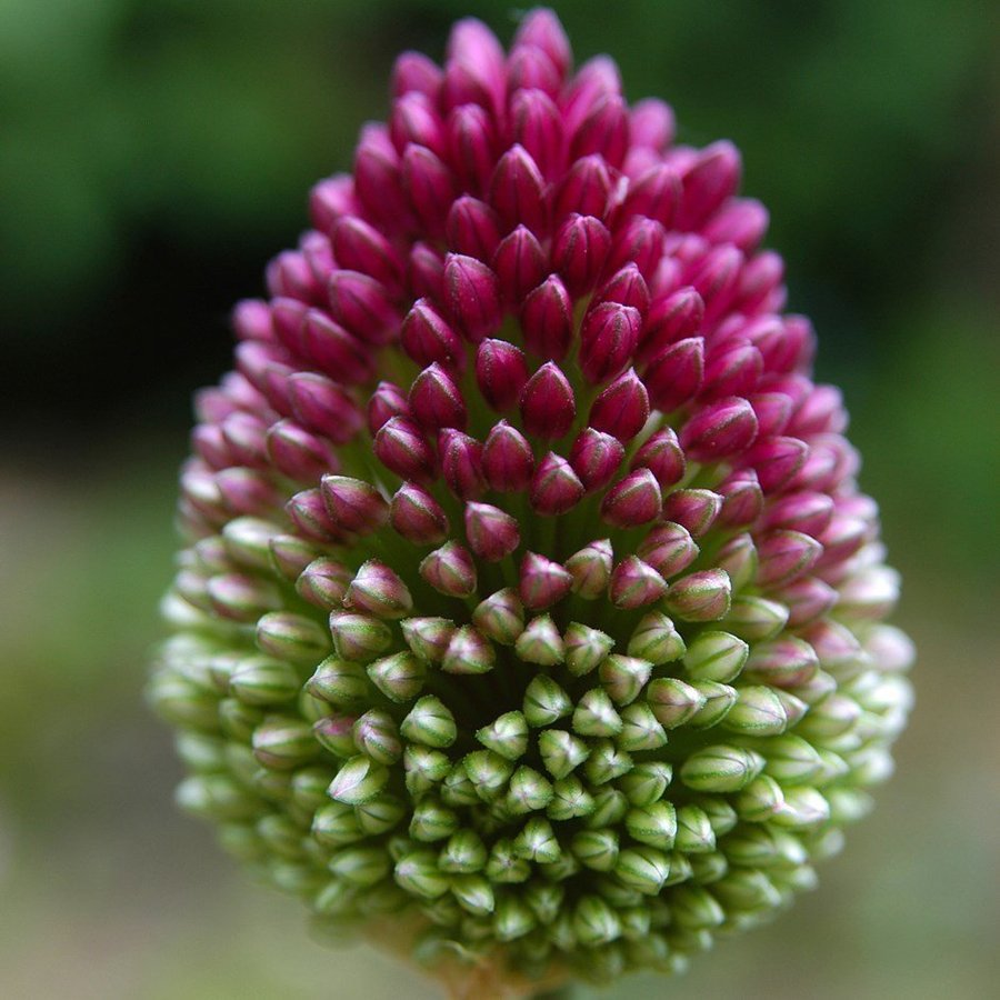 Klotlök, Allium Sphaerocephalon,8 lökar.