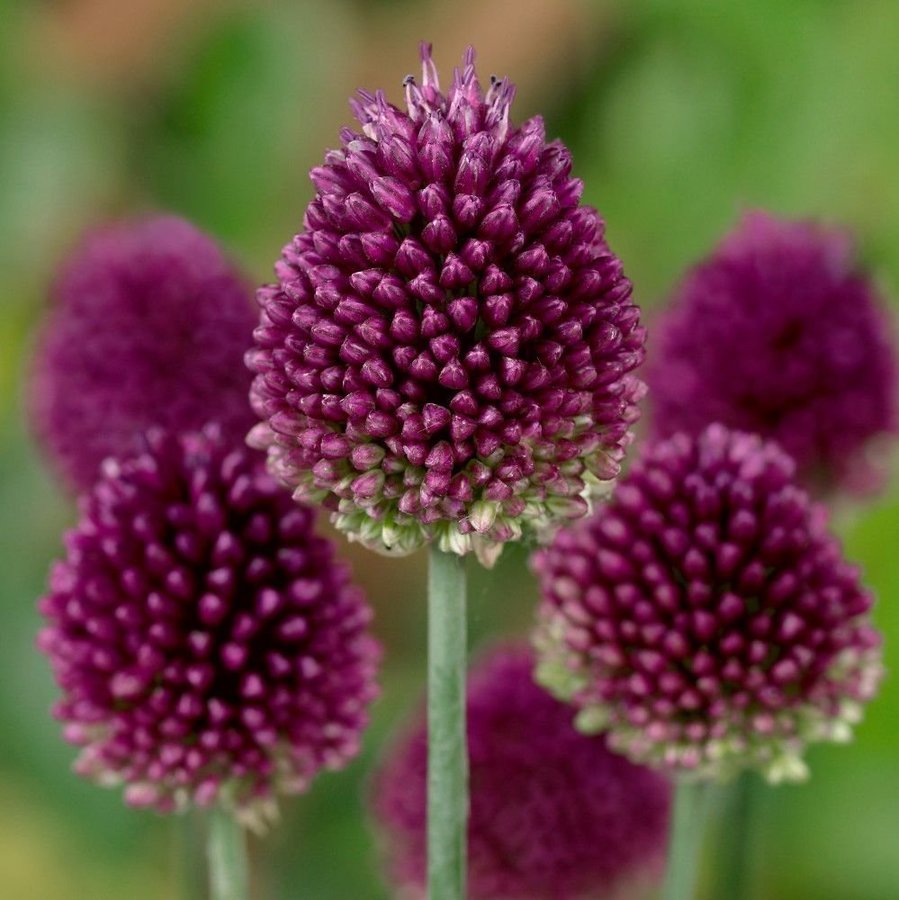 Klotlök, Allium Sphaerocephalon,8 lökar.