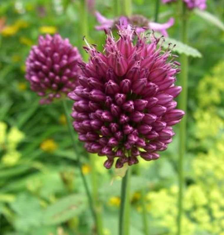 Klotlök, Allium Sphaerocephalon,8 lökar.