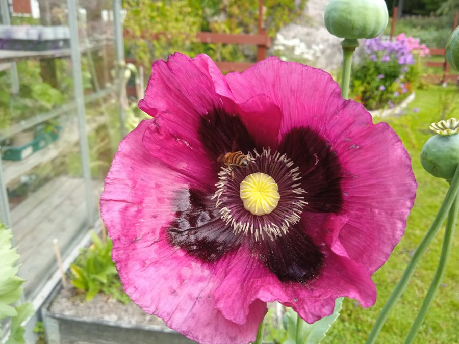 Afghan Blue Bush Poppy 30 Frön. Papaver Somniferum