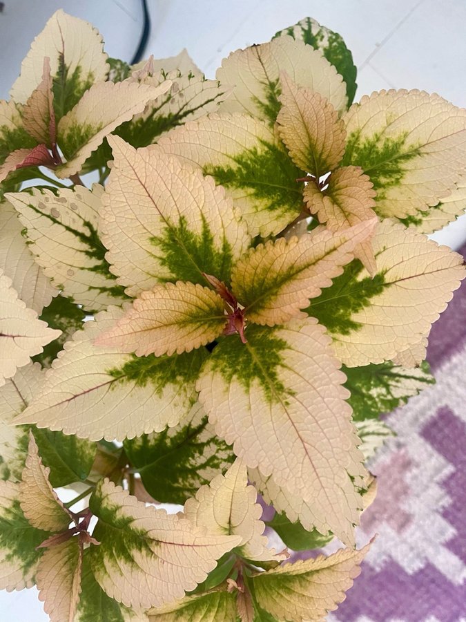 Stickling Palettblad Coleus Macaroon