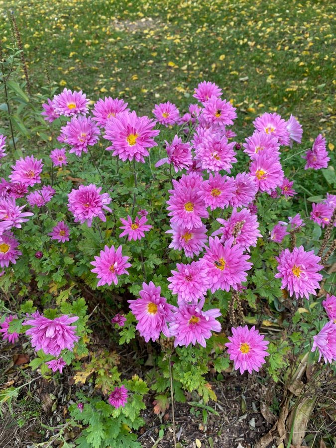 Krysantemum perenn plantor från Balkan 5 st