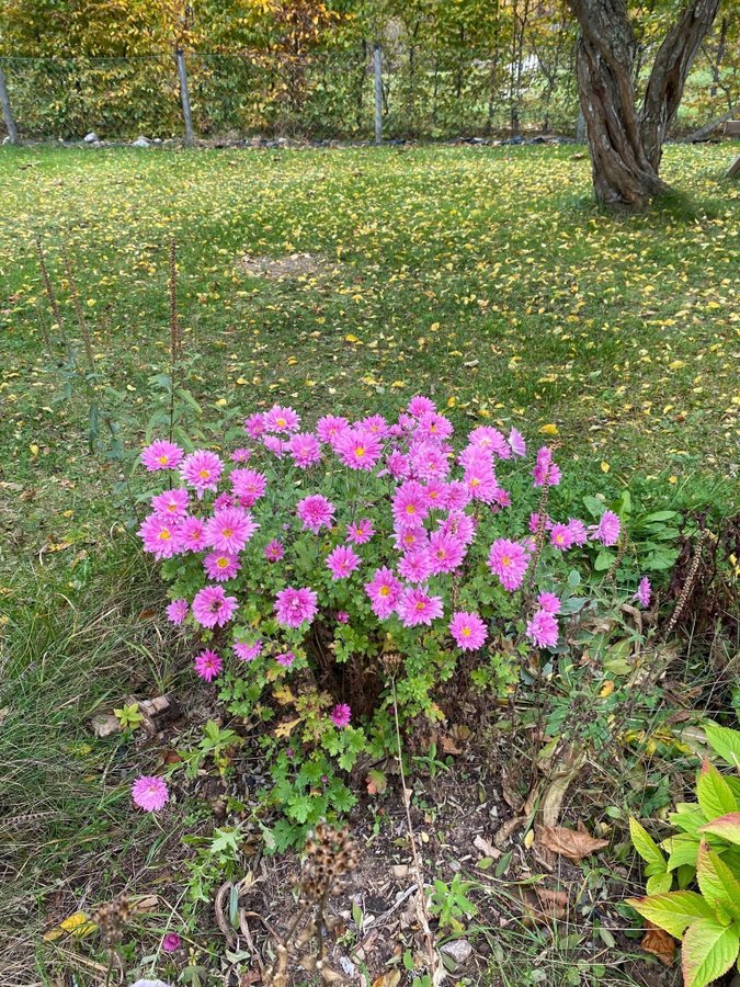 Krysantemum perenn plantor från Balkan 5 st