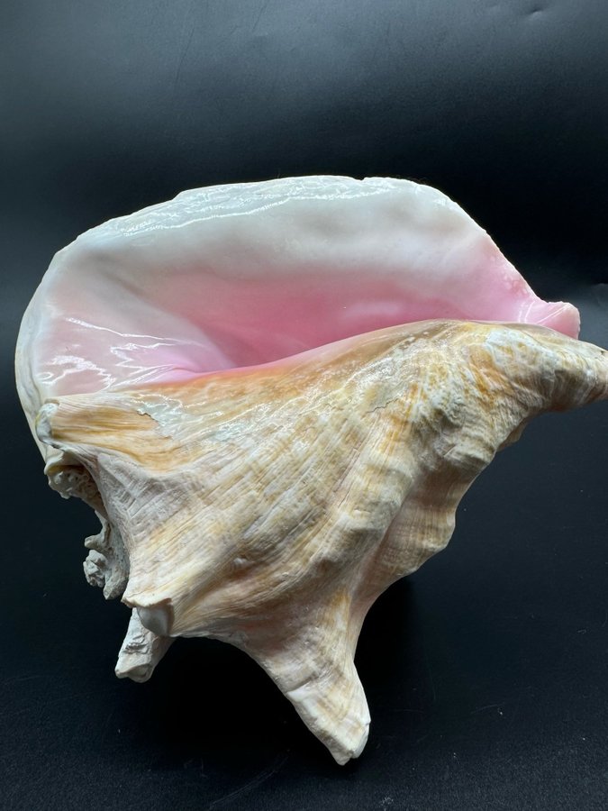 Stor fin vintage conch snäcka